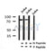 Western blot analysis of Phospho-P2X7(Ser390) in lysates of Jurkat?, using Phospho-P2X7(Ser390) Antibody(AF4326).