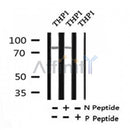 Western blot analysis of Phospho-IRAK1 (Thr387) in lysates of THP1?, using Phospho-IRAK1 (Thr387) Antibody(AF4443).