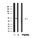 Western blot analysis of PPARD in lysates of 3T3?, using PPARD Antibody(AF4631).