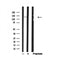 Western blot analysis of ULK1 in lysates of PC12?, using ULK1 Antibody(AF4687).