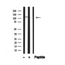 Western blot analysis of M-CSF Receptor in lysates of 293, using M-CSF Receptor Antibody(AF4694).