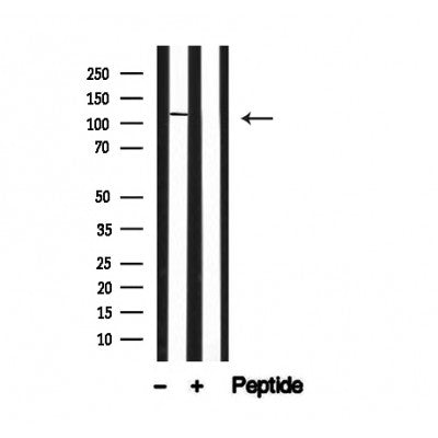 Western blot analysis of M-CSF Receptor in lysates of 293, using M-CSF Receptor Antibody(AF4694).