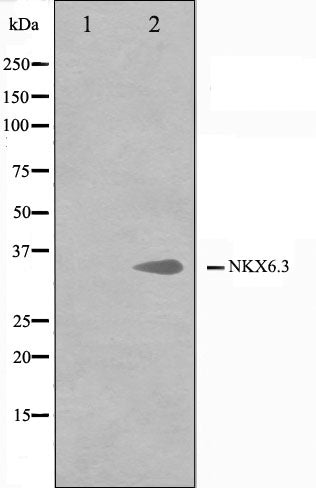 Western blot analysis on K562 cell lysate using NKX6.3 Antibody.The lane on the left is treated with the antigen-specific peptide.