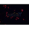 AF0302 staining SNKSH cells by IF/ICC. The sample were fixed with PFA and permeabilized in 0.1% Triton X-100,then blocked in 10% serum for 45 minutes at 25¡ãC. The primary antibody was diluted at 1/200 and incubated with the sample for 1 hour at 37¡ãC. An  Alexa Fluor 594 conjugated goat anti-rabbit IgG (H+L) antibody(Cat.