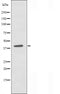 DF3392 staining 293 cells by IF/ICC. The sample were fixed with PFA and permeabilized in 0.1% Triton X-100,then blocked in 10% serum for 45 minutes at 25¡ãC. The primary antibody was diluted at 1/200 and incubated with the sample for 1 hour at 37¡ãC. An  Alexa Fluor 594 conjugated goat anti-rabbit IgG (H+L) antibody(Cat.# S0006), diluted at 1/600, was used as secondary antibod