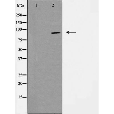 DF3399 staining HeLa by IF/ICC. The sample were fixed with PFA and permeabilized in 0.1% Triton X-100,then blocked in 10% serum for 45 minutes at 25¡ãC. The primary antibody was diluted at 1/200 and incubated with the sample for 1 hour at 37¡ãC. An  Alexa Fluor 594 conjugated goat anti-rabbit IgG (H+L) Ab, diluted at 1/600, was used as the secondary antibod