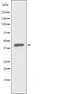DF3411 staining 293 cells by IF/ICC. The sample were fixed with PFA and permeabilized in 0.1% Triton X-100,then blocked in 10% serum for 45 minutes at 25¡ãC. The primary antibody was diluted at 1/200 and incubated with the sample for 1 hour at 37¡ãC. An  Alexa Fluor 594 conjugated goat anti-rabbit IgG (H+L) antibody(Cat.# S0006), diluted at 1/600, was used as secondary antibod
