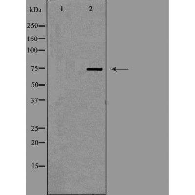 DF3443 staining  Hela cells by IF/ICC. The sample were fixed with PFA and permeabilized in 0.1% Triton X-100,then blocked in 10% serum for 45 minutes at 25¡ãC. The primary antibody was diluted at 1/200 and incubated with the sample for 1 hour at 37¡ãC. An  Alexa Fluor 594 conjugated goat anti-rabbit IgG (H+L) antibody(Cat.# S0006), diluted at 1/600, was used as secondary antibod