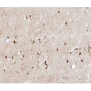 AF0340 at 1/100 staining human brain tissue sections by IHC-P. The tissue was formaldehyde fixed and a heat mediated antigen retrieval step in citrate buffer was performed. The tissue was then blocked and incubated with the antibody for 1.5 hours at 22¡ãC. An HRP conjugated goat anti-rabbit antibody was used as the secondary