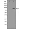 Western blot analysis of extracts from 293, using CD133 Antibody. The lane on the left was treated with blocking peptide.