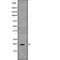 DF2248 at 1/100 staining Mouse muscle tissue by IHC-P. The sample was formaldehyde fixed and a heat mediated antigen retrieval step in citrate buffer was performed. The sample was then blocked and incubated with the antibody for 1.5 hours at 22¡ãC. An HRP conjugated goat anti-rabbit antibody was used as the secondary