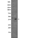 Western blot analysis of CD5L expression in  Raji cell lysate,The lane on the left is treated with the antigen-specific peptide.
